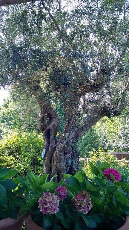 Bed and Breakfast Il Giuggiolo Conegliano Exterior foto