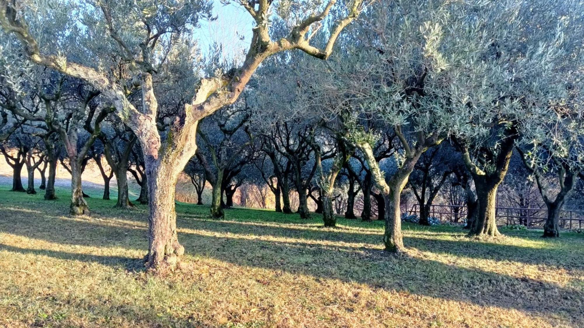 Bed and Breakfast Il Giuggiolo Conegliano Exterior foto
