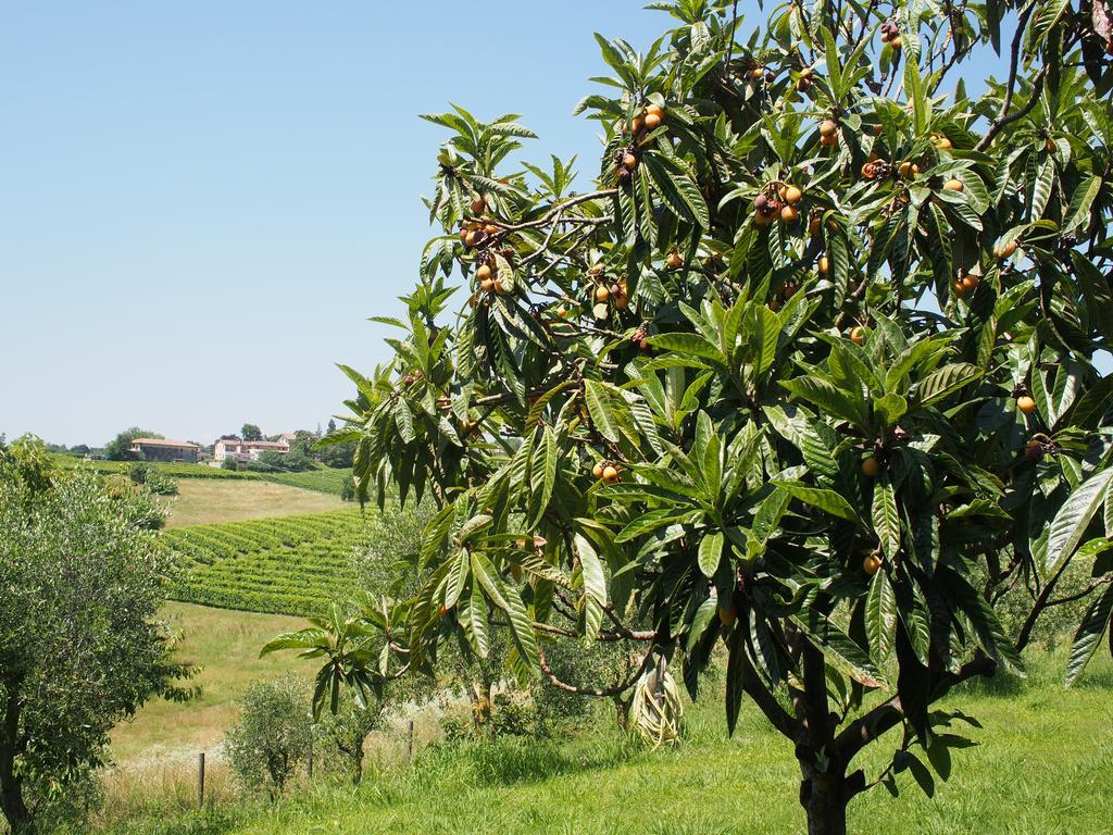 Bed and Breakfast Il Giuggiolo Conegliano Exterior foto